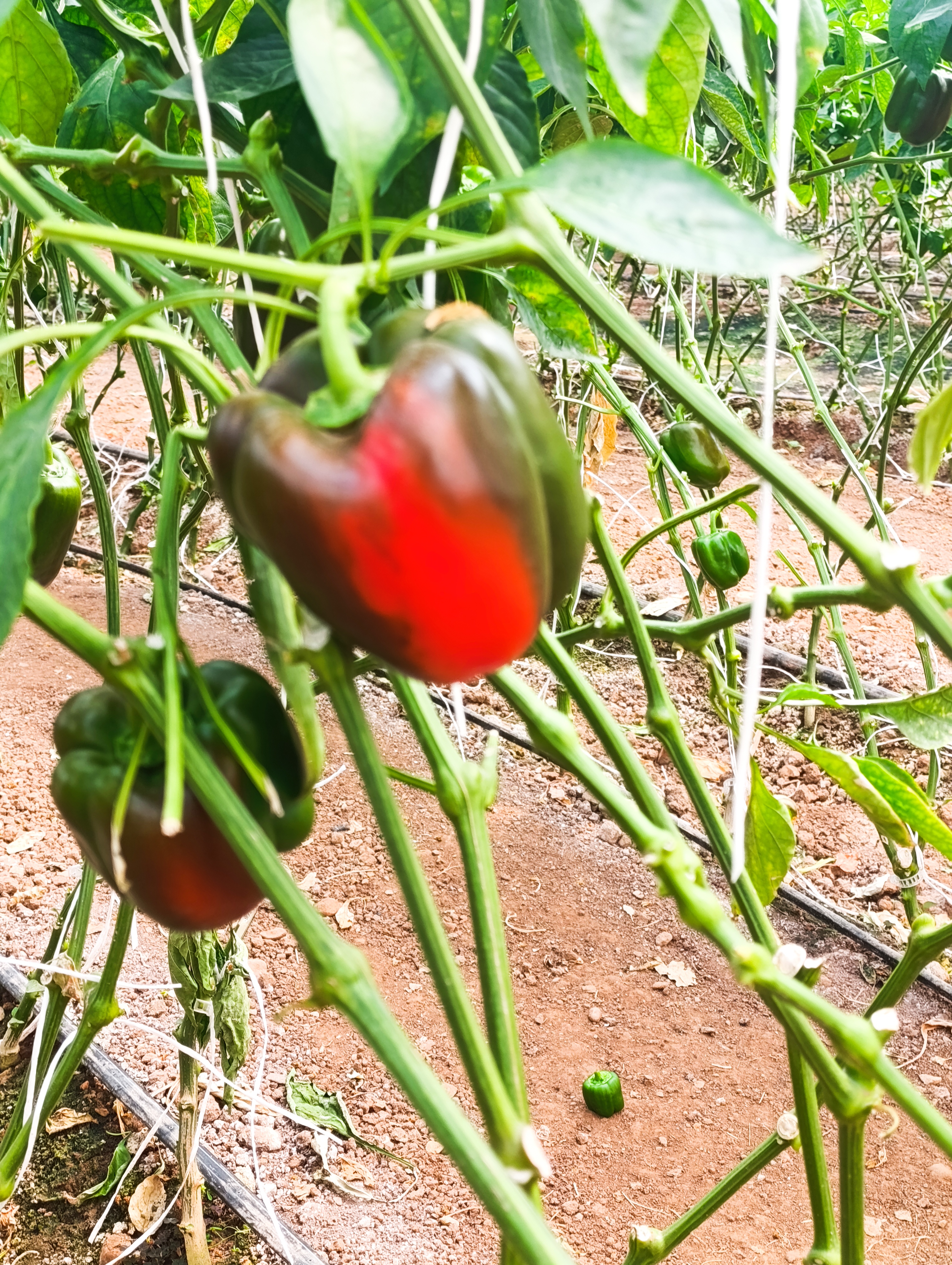 تولیدی سبزی
